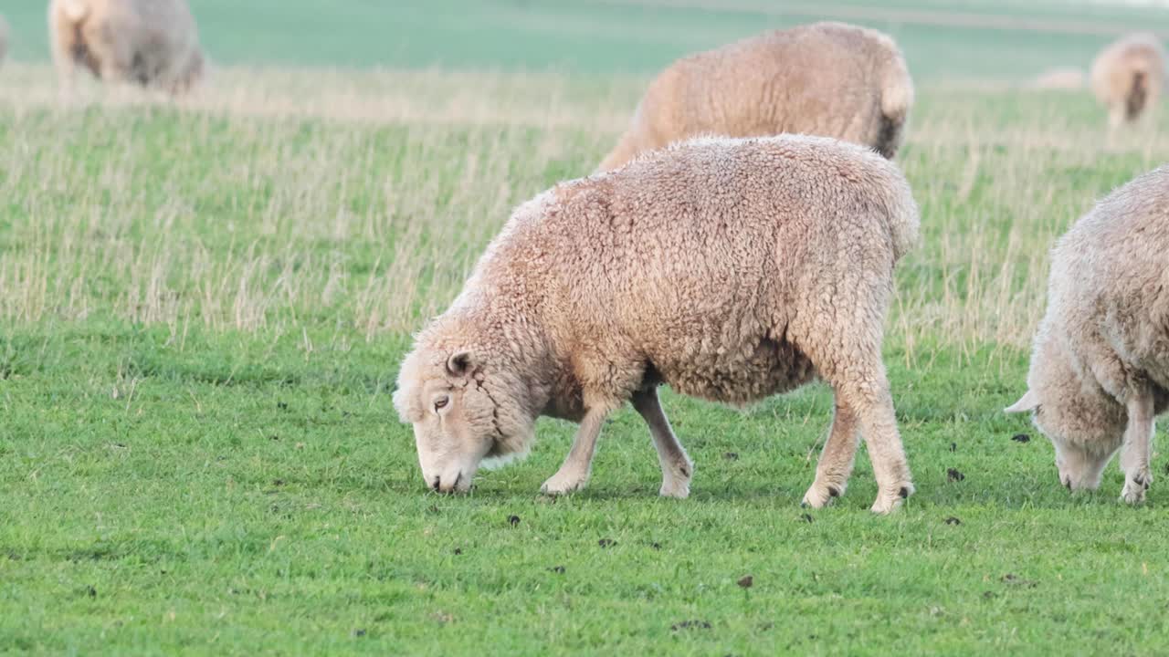 las ovejas pastando pacíficamente en la hierba verde exuberante