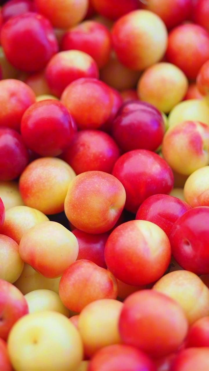 Primo piano di prugne fresche e mature in un mucchio