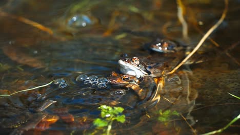 closeup of moor frog mating with female on water, static, day