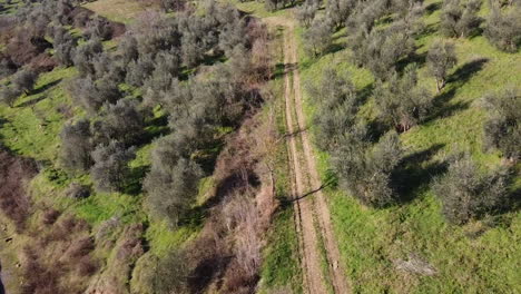 Aerial-flying-through-over-outdoors-dirt-road-tracks-surrounded-by-olive-trees-at-green-hill-during-bright-day