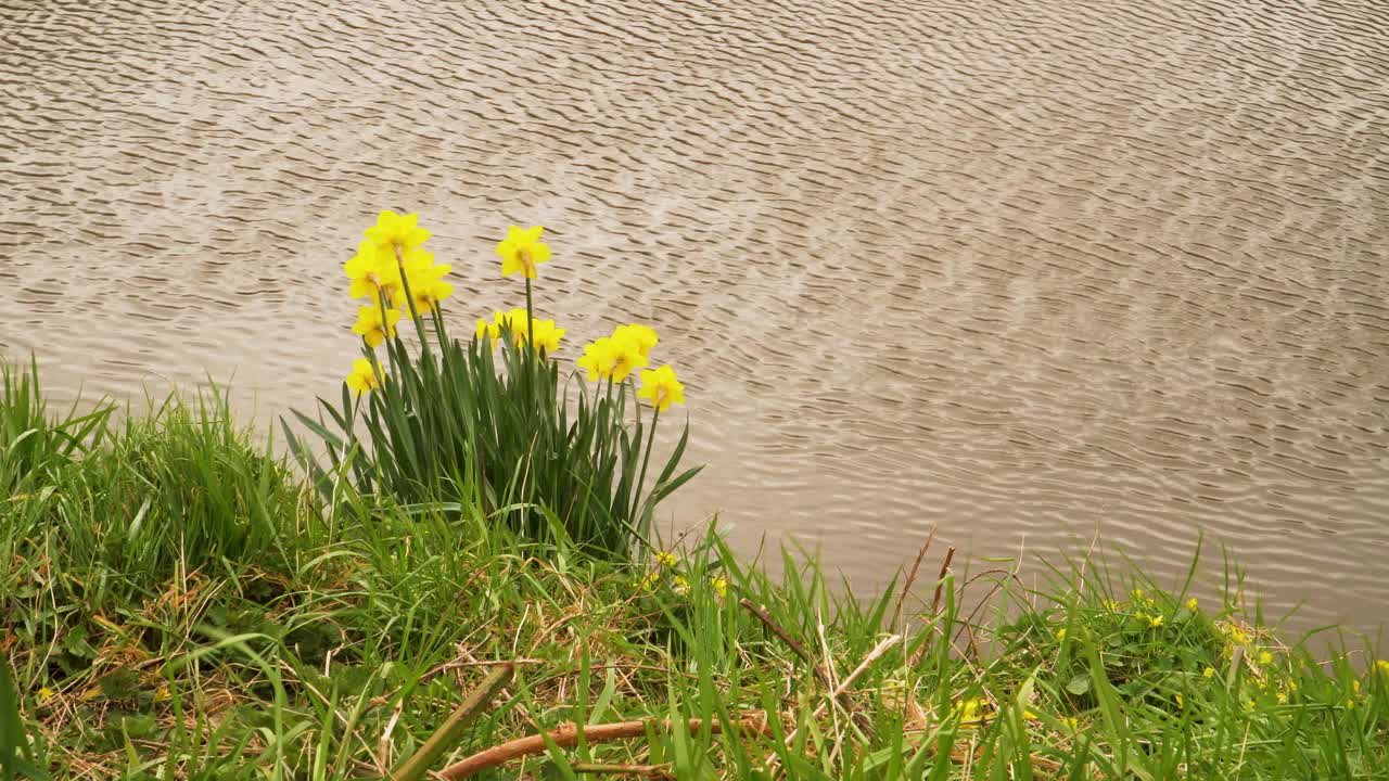 4k de cerca en un narciso amarillo y blanco comúnmente conocido como narciso o junquillo en el lecho del río