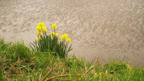 4k-Nahaufnahme-Einer-Gelben-Und-Weißen-Narzisse,-Die-Allgemein-Als-Narzisse-Oder-Jonquil-Im-Flussbett-Bekannt-Ist