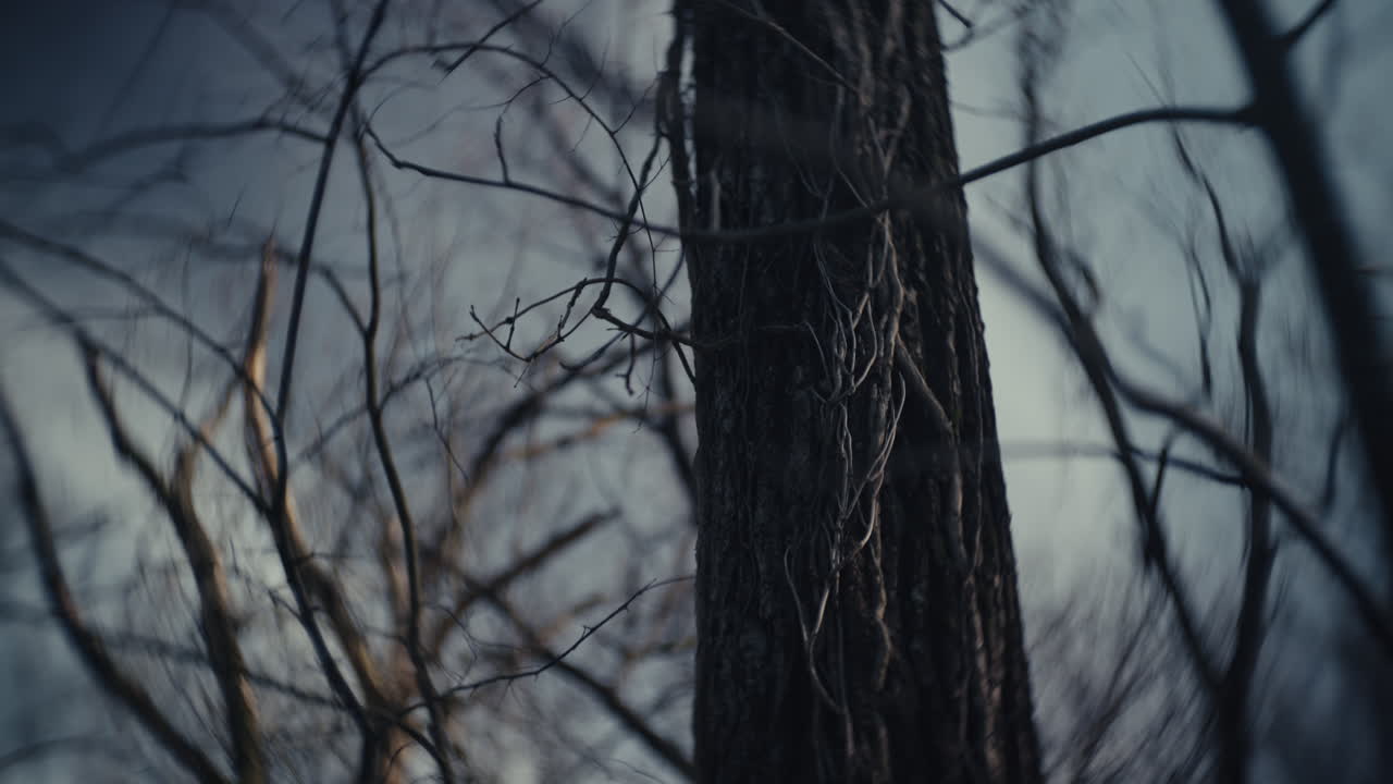 Close-up of Tree Trunk and Branches in Winter
