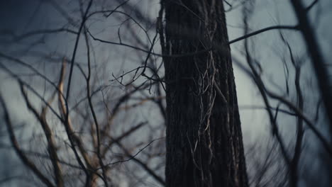 close-up of tree trunk and branches in winter