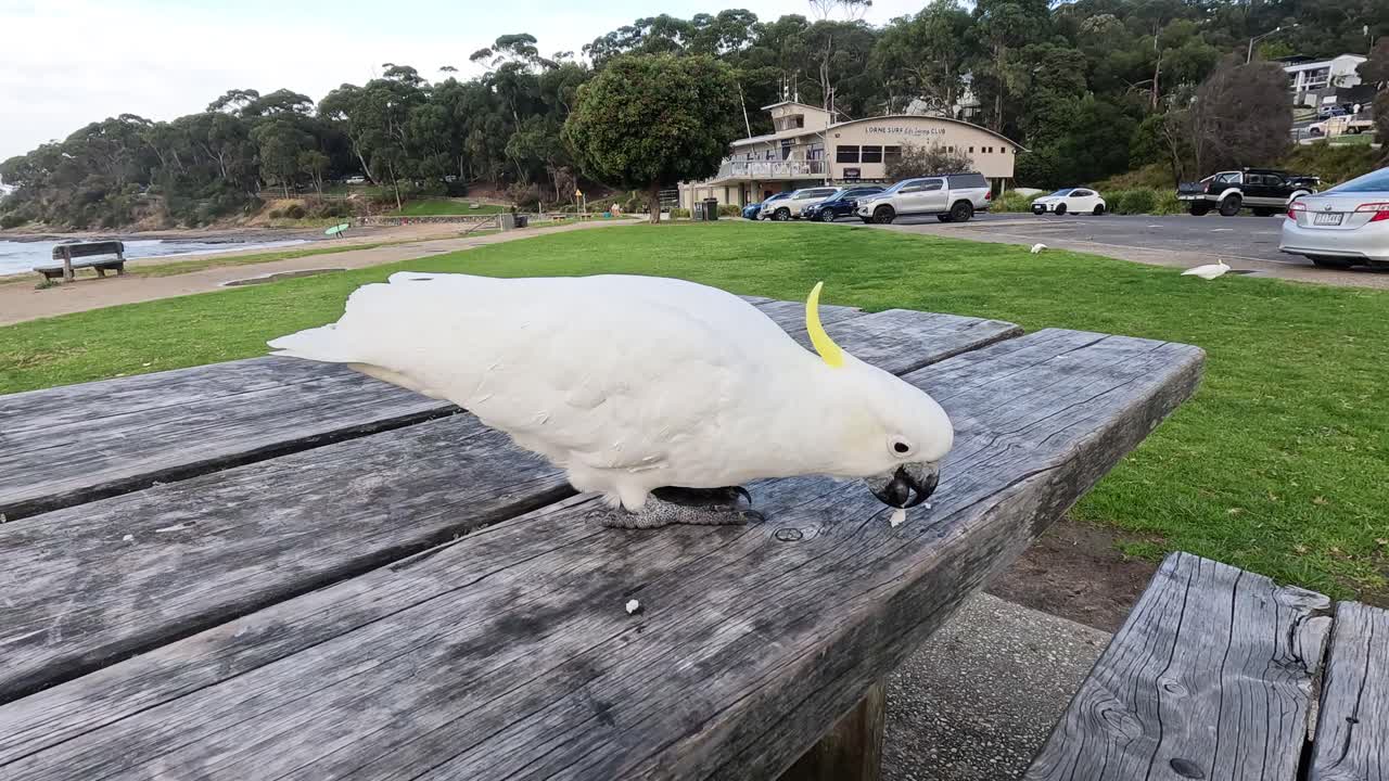una cacatúa picoteando comida en una mesa