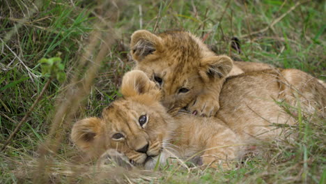 adorable lion cub siblings fooling around on grass