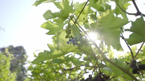 Grape-buds-with-sun-shining-at-background