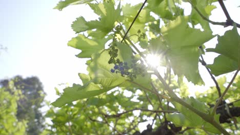 grape buds with sun shining at background