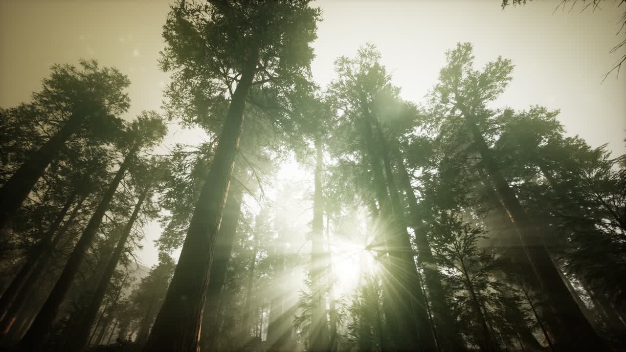 paisaje de puesta de sol brumosa del bosque de secuoya