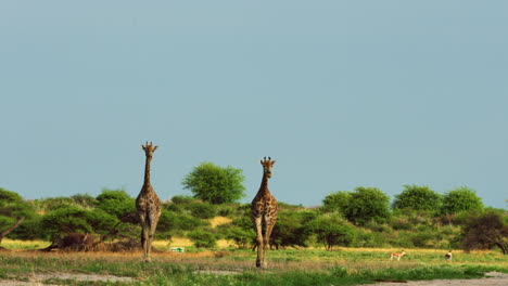 pareja de jirafas caminando juntos en la sabana africana a la luz del día en el fondo del cielo azul