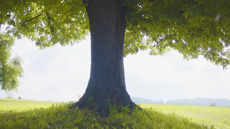 the biblical tree of knowledge and tree of life inside garden of eden on peaceful hill in heaven surrounded with holy white light