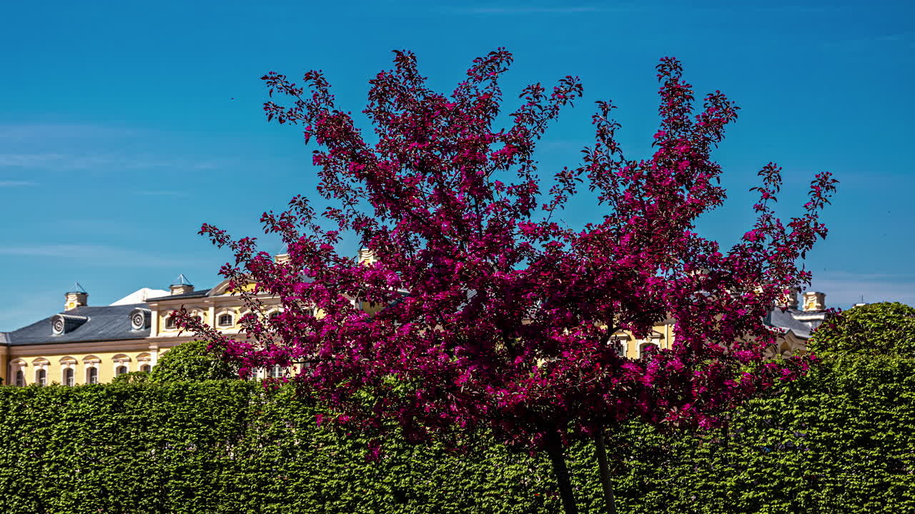 el lapso de tiempo del árbol en hojas de flor púrpura en el castillo de rundale en riga letonia