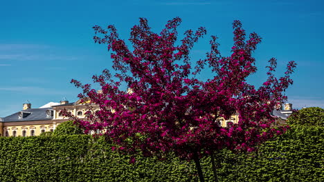 Time-lapse-of-tree-in-purple-bloom-leaves-at-Rundale-castle-in-Riga-Latvia