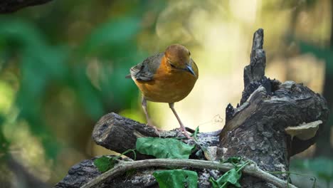 orange-headed thrush bird is feeding worms on tree log