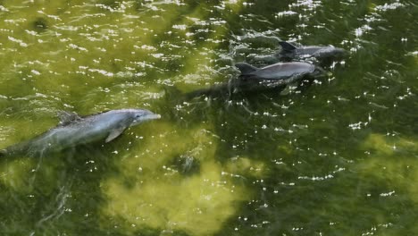 Delfines-Nadando-Y-Viviendo-En-Aguas-Sucias,-Sucias-E-Insalubres