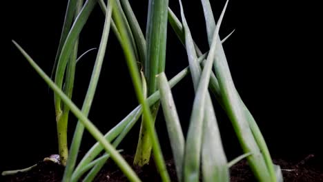 Slow-pull-back-to-reveal-fresh-green-onions,-also-known-as-spring-onion,-growing-in-soil