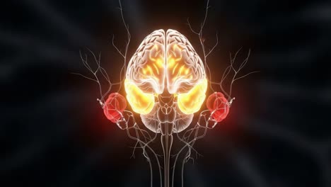 an artistic visualization of the human brain with highlighted kidney connections, portraying neuroanatomy and organ interrelations in a stunning graphic representation