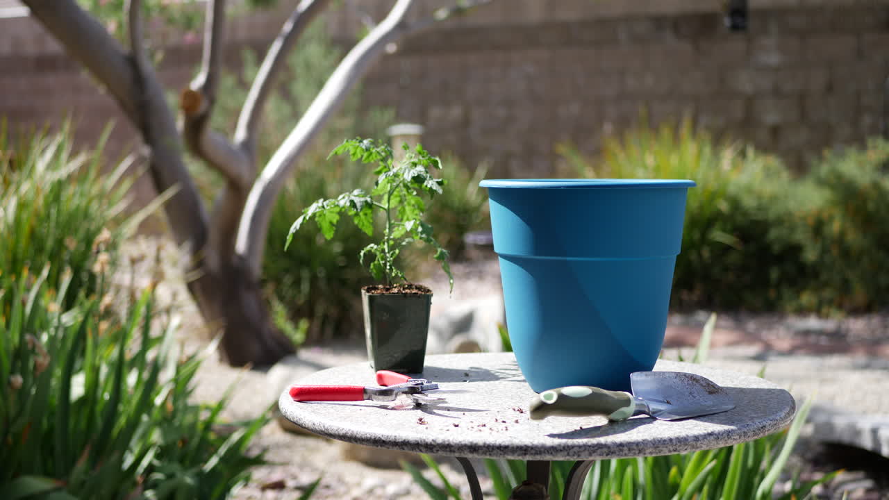 An old woman gardener with tools potting an organic tomato plant in a sunny backyard vegetable garden
