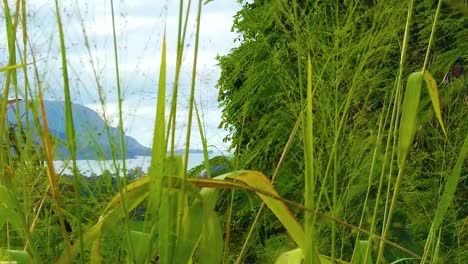 HD-Hawaii-Kauai-slow-motion-boom-up-from-tall-grass-to-greenery-in-frame-right-with-a-cove-and-mountainous-coastline-in-distance-frame-left-with-mostly-cloudy-sky