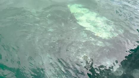 Close-up-of-a-grey-whale-close-to-the-boat-in-Guerrero-Negro-Baja-California-Sur-Mexico-during-a-whale-watching-tour