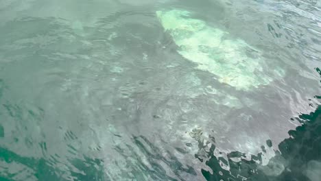 primer plano de una ballena gris cerca del barco en guerrero negro baja california sur méxico durante una gira de observación de ballenas
