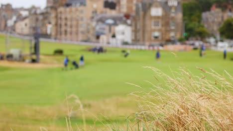 golfers playing on lush green course