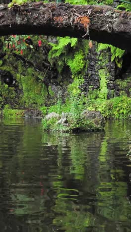 tranquil garden pond with koi fish