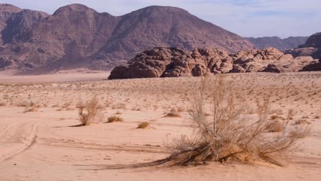 Plantas-Leñosas-Esparcidas-A-Través-Del-Desierto-De-Wadi-Rum-Hostil,-árido-Y-Vasto-Con-Terreno-Montañoso-Rocoso-Y-Accidentado-En-La-Distancia