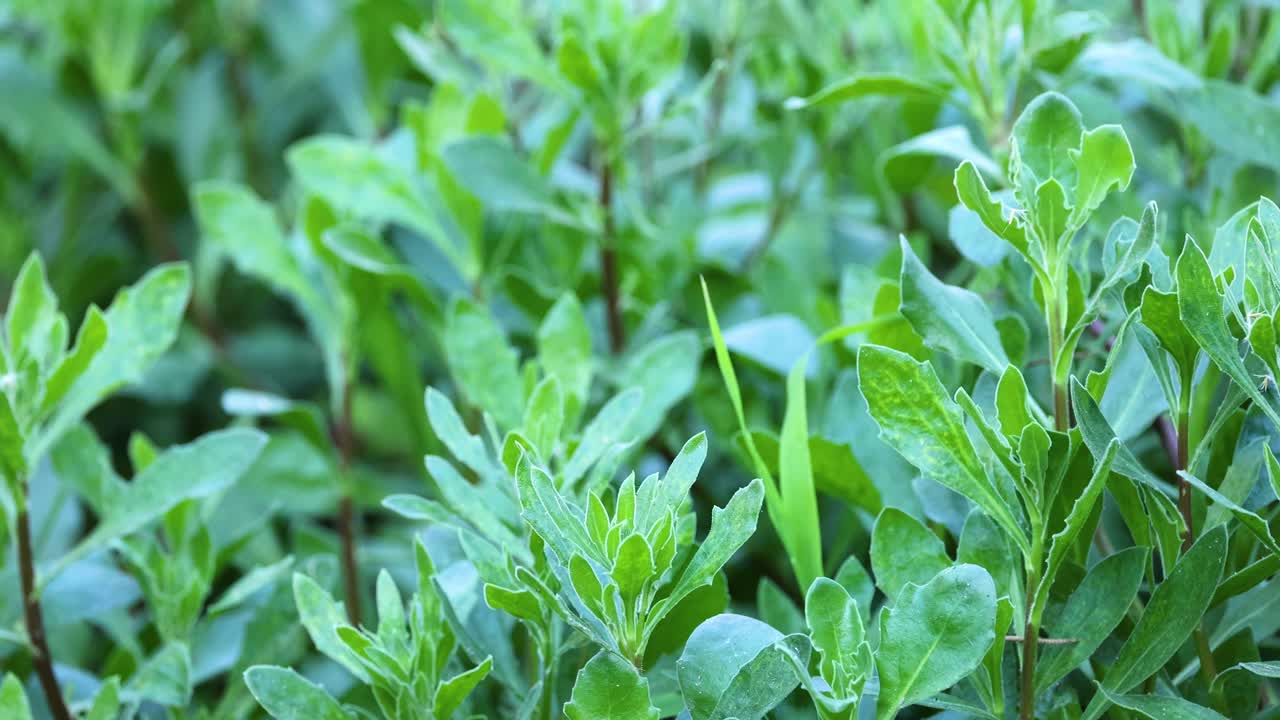 활기찬 초록색 식물과 잎의 클로즈업