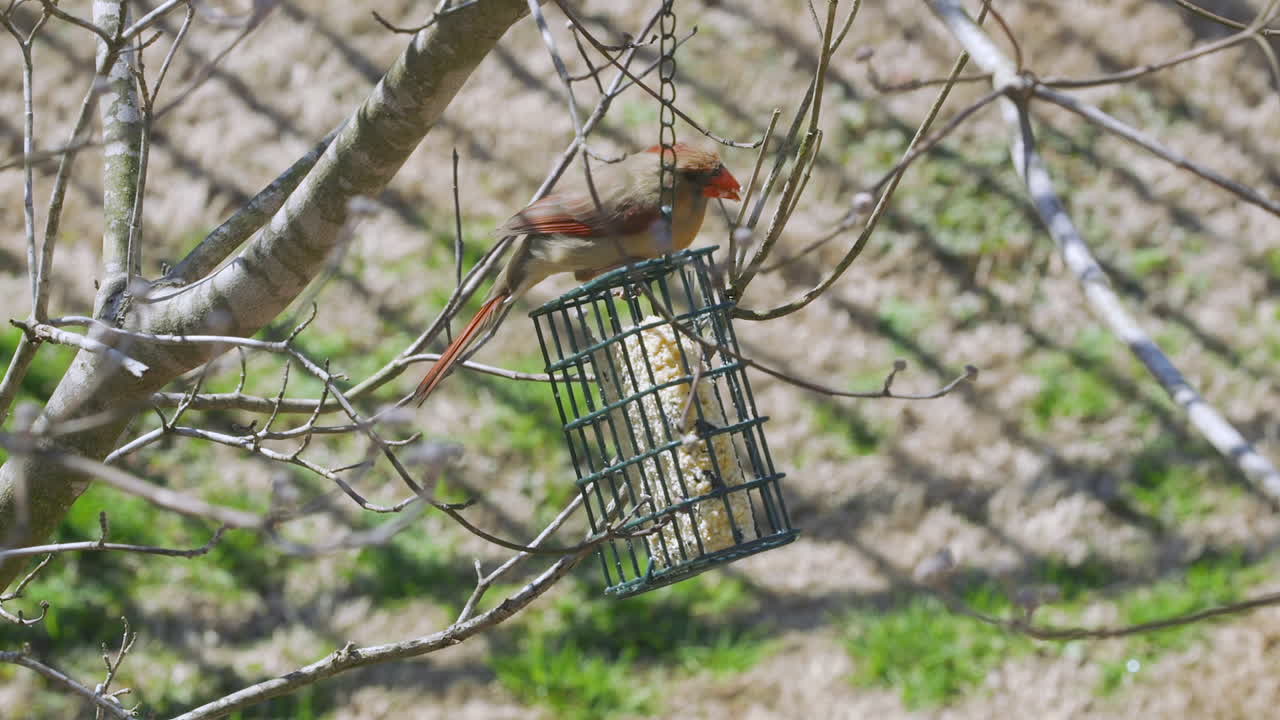 самка северного кардинала ест в кормушке для птиц в конце зимы в южной каролине
