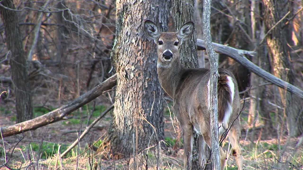 나무 옆에 서있는 여성 whitetail 사슴의 미디엄 샷