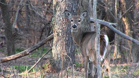 mediumshot of a female whitetail deer standing next to a tree