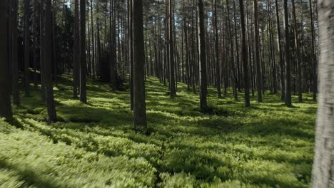 drone flying low through green pine forest