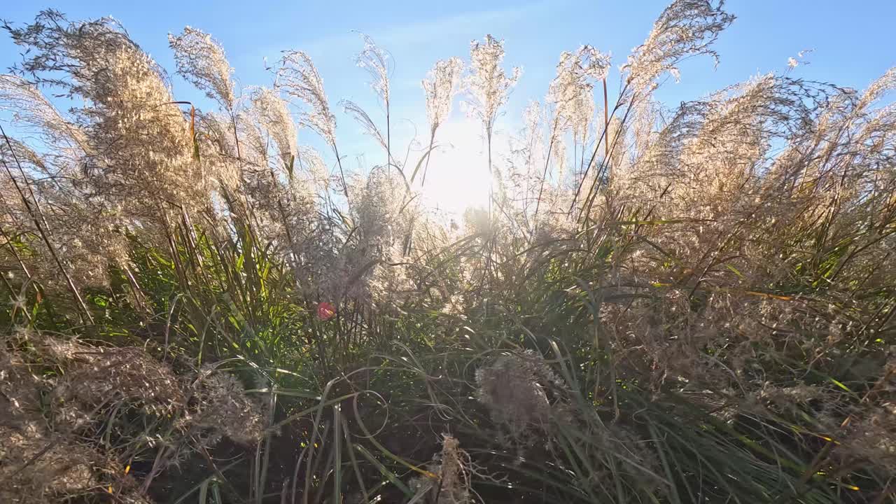 잔디의 높은 풀을 가로질러 흐르는 빛