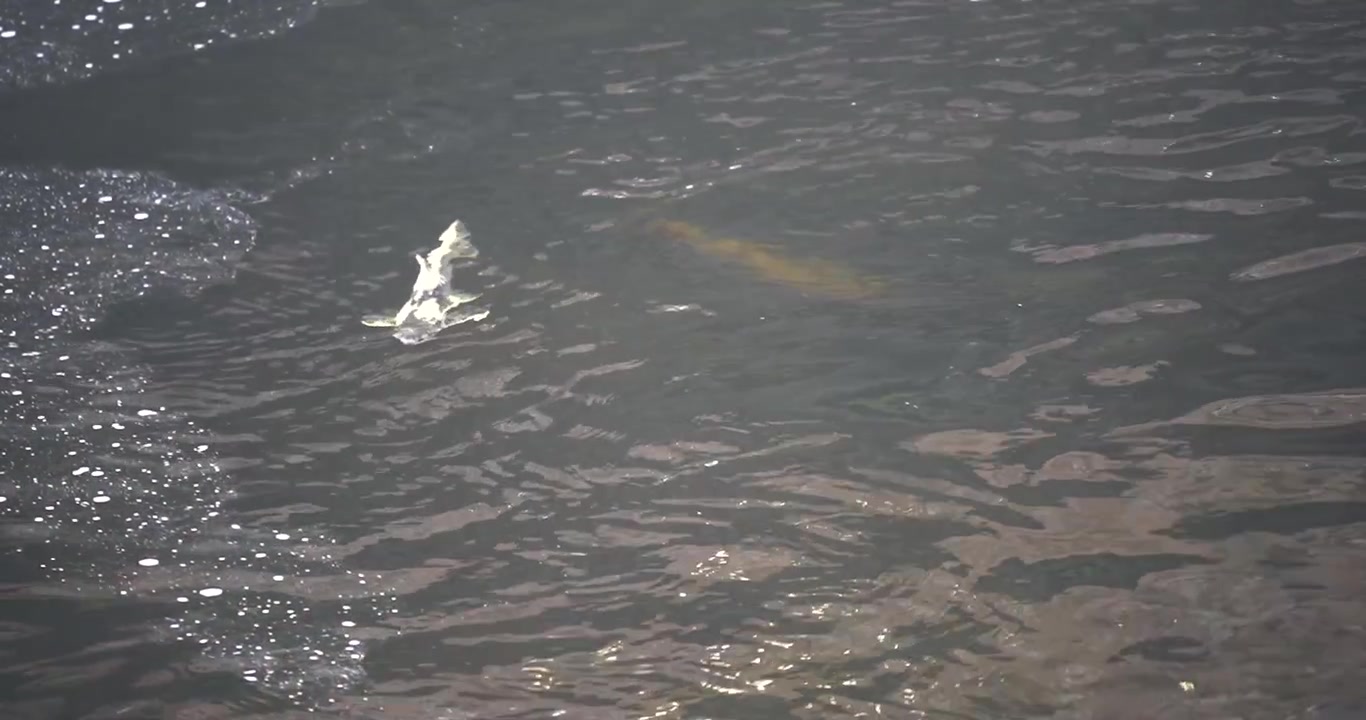 Salmon swimming on water surface in Ketchikan, Alaska