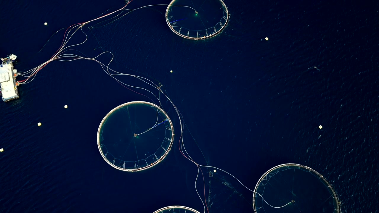 Overhead drone footage of three large circular fish pens at a salmon farm near Tromso, Norway. The dark polar water highlights the industrial aquaculture infrastructure at night
