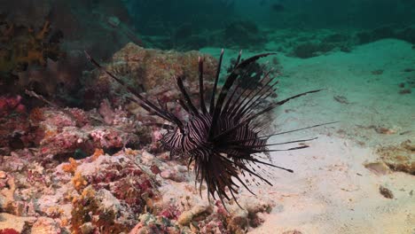 pez león común nadando sobre arrecifes de coral, primer plano