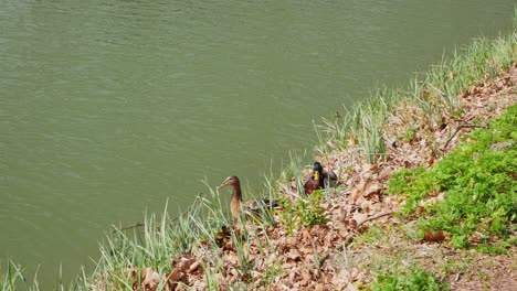 Patito-Nadando-Rápido-Para-Llegar-A-Su-Familia