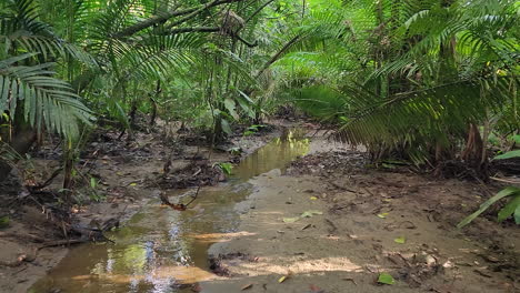 Arroyo-Que-Fluye-A-Través-De-La-Jungla-Con-árboles-Verdes