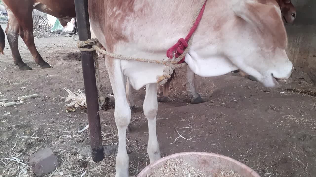 낙농장의 외양간에서 건초를 먹는 소