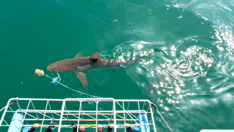 cage diving in gansbaai south africa - sharks passing right in front