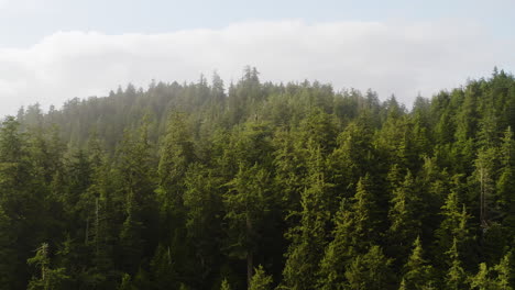 evergreen forest shrouded in fog on hilly oregon coast, pacific northwest, aerial