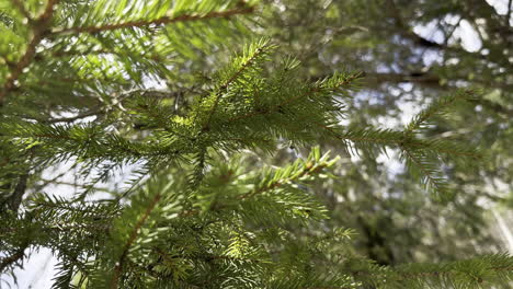 super close-up of pine branch. static view. daylight