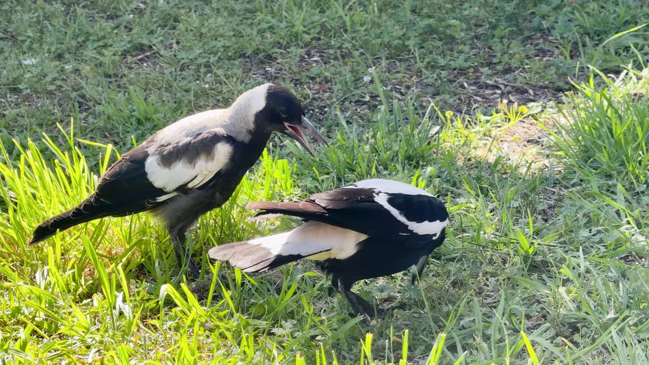 Adult Australian magpie feeds hungry chick on grassy ground, natural daylight, slow motion sequence