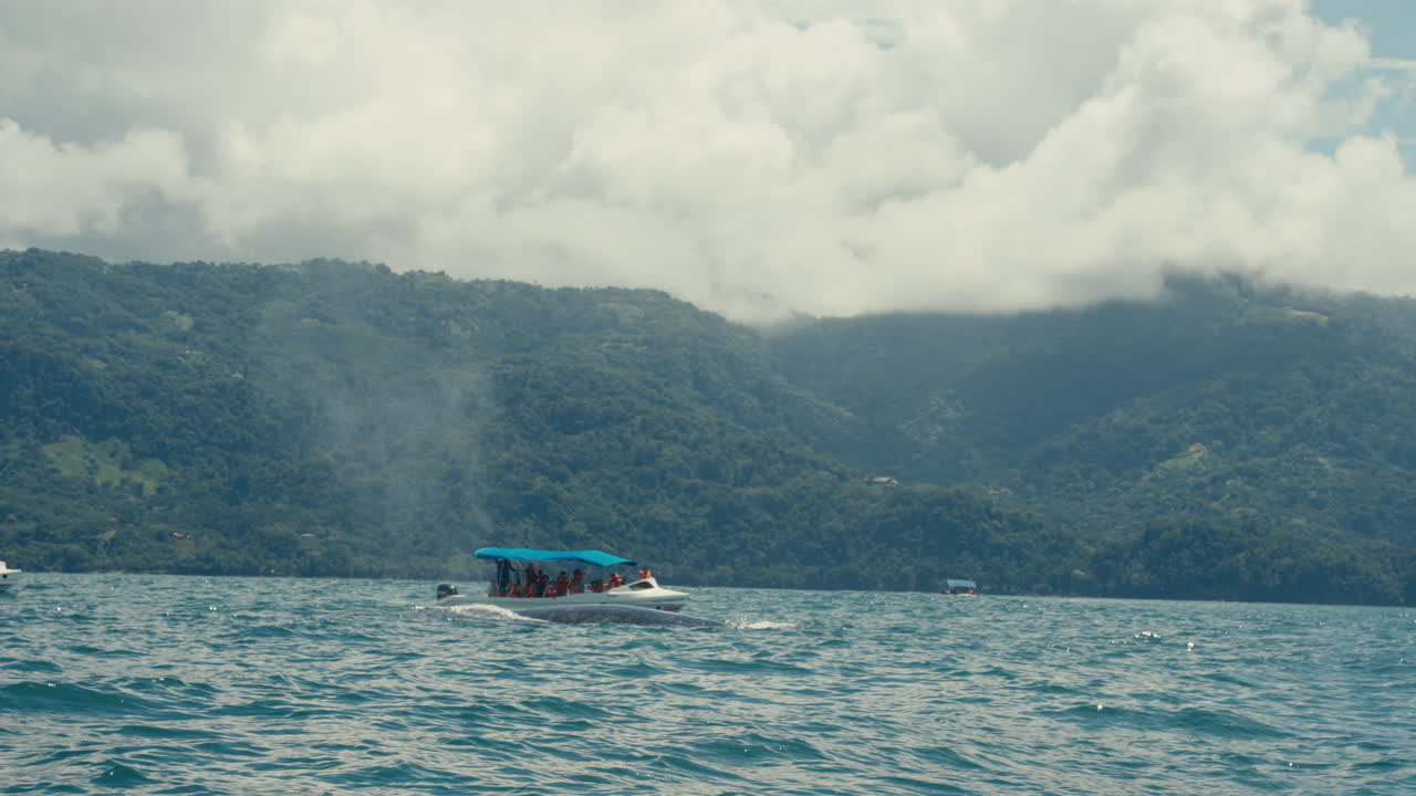 Whale watching tour on the sea