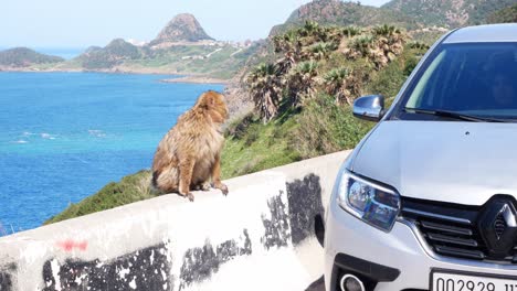 curious barbary monkey observing tourists next to the road to el aouana, algeria