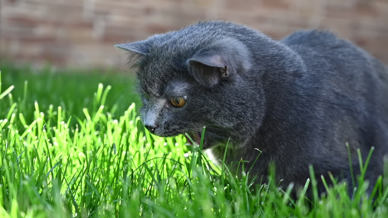 Cat eating fresh green grass in garden on sunny day