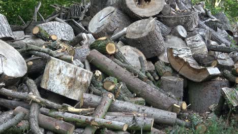 pila de troncos de madera en el borde del bosque