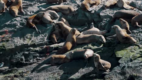 southern sea lion colony under the sun in beagle channel, ushuaia, argentina