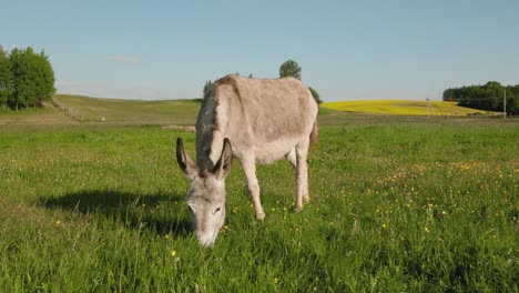 Der-Süße-Esel-Weidet-Bei-Schönem-Sonnenschein-Und-Wetter-Auf-Einer-Wiese